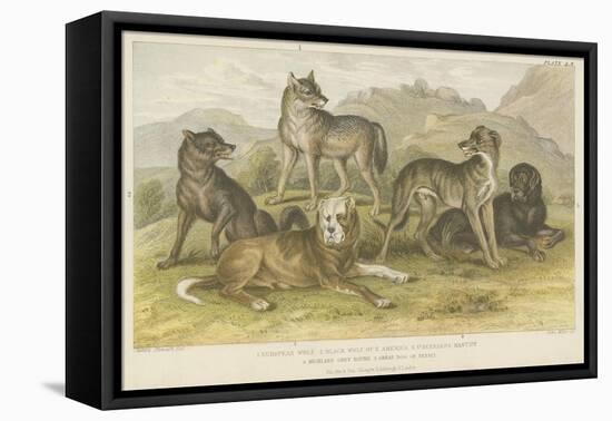 Dogs and Wolves-null-Framed Stretched Canvas