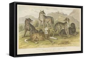 Dogs and Wolves-null-Framed Stretched Canvas