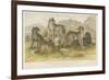 Dogs and Wolves-null-Framed Giclee Print