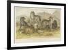 Dogs and Wolves-null-Framed Giclee Print