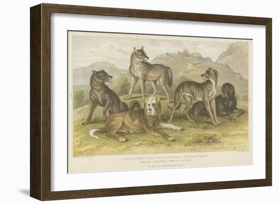 Dogs and Wolves-null-Framed Giclee Print