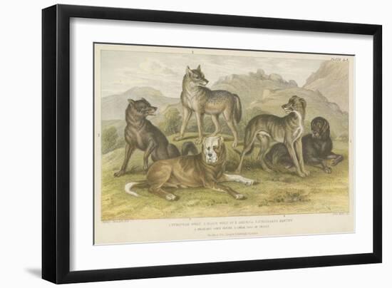 Dogs and Wolves-null-Framed Giclee Print