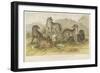 Dogs and Wolves-null-Framed Giclee Print