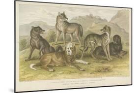 Dogs and Wolves-null-Mounted Giclee Print