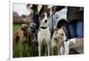 Dogs at Dog Show-Tim Kahane-Framed Photographic Print