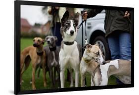 Dogs at Dog Show-Tim Kahane-Framed Photographic Print