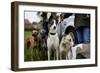 Dogs at Dog Show-Tim Kahane-Framed Photographic Print