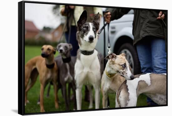 Dogs at Dog Show-Tim Kahane-Framed Stretched Canvas