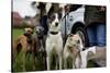 Dogs at Dog Show-Tim Kahane-Stretched Canvas