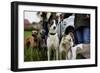 Dogs at Dog Show-Tim Kahane-Framed Premium Photographic Print