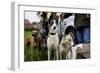 Dogs at Dog Show-Tim Kahane-Framed Premium Photographic Print