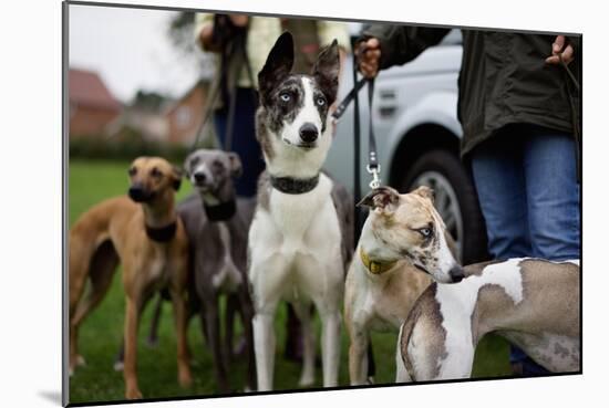 Dogs at Dog Show-Tim Kahane-Mounted Premium Photographic Print