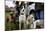 Dogs at Dog Show-Tim Kahane-Mounted Premium Photographic Print