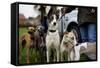 Dogs at Dog Show-Tim Kahane-Framed Stretched Canvas