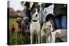 Dogs at Dog Show-Tim Kahane-Stretched Canvas