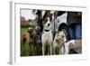 Dogs at Dog Show-Tim Kahane-Framed Photographic Print