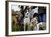 Dogs at Dog Show-Tim Kahane-Framed Photographic Print