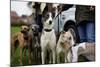 Dogs at Dog Show-Tim Kahane-Mounted Photographic Print