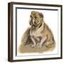 Dogs, Bulldog Dawson-Lucy Dawson-Framed Art Print