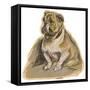 Dogs, Bulldog Dawson-Lucy Dawson-Framed Stretched Canvas