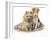 Dogs, Cairn and Wire Terrier, Dawson-Lucy Dawson-Framed Art Print