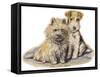 Dogs, Cairn and Wire Terrier, Dawson-Lucy Dawson-Framed Stretched Canvas