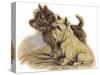 Dogs, Cairns, Dawson-Lucy Dawson-Stretched Canvas