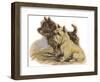 Dogs, Cairns, Dawson-Lucy Dawson-Framed Photographic Print