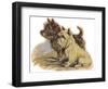 Dogs, Cairns, Dawson-Lucy Dawson-Framed Photographic Print