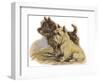 Dogs, Cairns, Dawson-Lucy Dawson-Framed Photographic Print