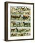 Dogs, Cats, Cattle, Horses, Goats, Sheep, Hogs, and Other Domesticated Animals-null-Framed Giclee Print