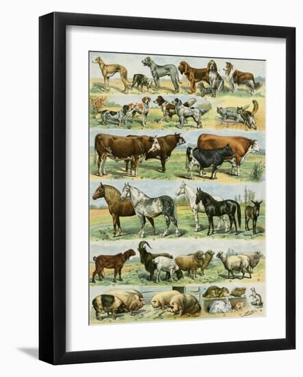 Dogs, Cats, Cattle, Horses, Goats, Sheep, Hogs, and Other Domesticated Animals-null-Framed Giclee Print