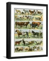 Dogs, Cats, Cattle, Horses, Goats, Sheep, Hogs, and Other Domesticated Animals-null-Framed Giclee Print