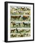 Dogs, Cats, Cattle, Horses, Goats, Sheep, Hogs, and Other Domesticated Animals-null-Framed Giclee Print