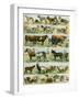 Dogs, Cats, Cattle, Horses, Goats, Sheep, Hogs, and Other Domesticated Animals-null-Framed Giclee Print