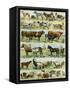 Dogs, Cats, Cattle, Horses, Goats, Sheep, Hogs, and Other Domesticated Animals-null-Framed Stretched Canvas