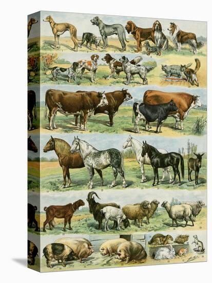 Dogs, Cats, Cattle, Horses, Goats, Sheep, Hogs, and Other Domesticated Animals-null-Stretched Canvas