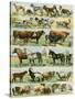 Dogs, Cats, Cattle, Horses, Goats, Sheep, Hogs, and Other Domesticated Animals-null-Stretched Canvas