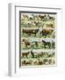 Dogs, Cats, Cattle, Horses, Goats, Sheep, Hogs, and Other Domesticated Animals-null-Framed Giclee Print