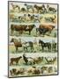 Dogs, Cats, Cattle, Horses, Goats, Sheep, Hogs, and Other Domesticated Animals-null-Mounted Giclee Print