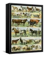 Dogs, Cats, Cattle, Horses, Goats, Sheep, Hogs, and Other Domesticated Animals-null-Framed Stretched Canvas