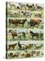 Dogs, Cats, Cattle, Horses, Goats, Sheep, Hogs, and Other Domesticated Animals-null-Stretched Canvas