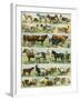 Dogs, Cats, Cattle, Horses, Goats, Sheep, Hogs, and Other Domesticated Animals-null-Framed Giclee Print