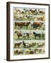 Dogs, Cats, Cattle, Horses, Goats, Sheep, Hogs, and Other Domesticated Animals-null-Framed Giclee Print