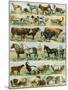 Dogs, Cats, Cattle, Horses, Goats, Sheep, Hogs, and Other Domesticated Animals-null-Mounted Giclee Print