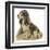 Dogs, Cocker Spaniel, Dawson-Lucy Dawson-Framed Art Print