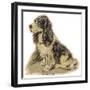 Dogs, Cocker Spaniel, Dawson-Lucy Dawson-Framed Art Print