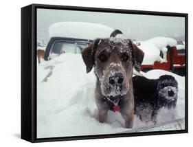 Dogs Covered in Snow, Crested Butte, CO-Paul Gallaher-Framed Stretched Canvas