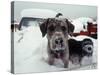 Dogs Covered in Snow, Crested Butte, CO-Paul Gallaher-Stretched Canvas