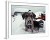 Dogs Covered in Snow, Crested Butte, CO-Paul Gallaher-Framed Photographic Print